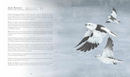 A Children's Guide to Arctic Birds (PB)