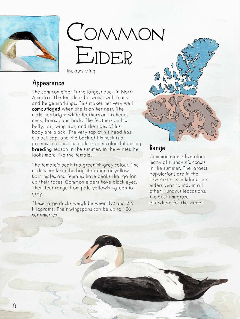 Junior Field Guide : Birds of Nunavut