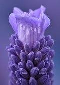 Only the Scent of You Remained (Pre-Order for Nov 6/25)