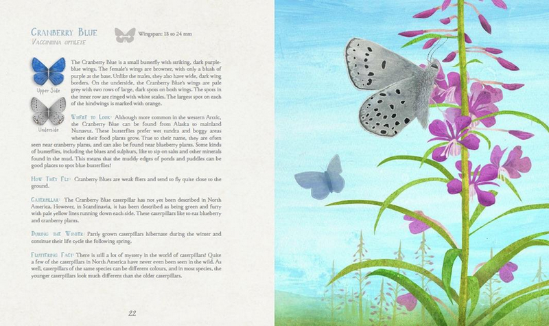 A Children's Guide to Arctic Butterflies (HC)