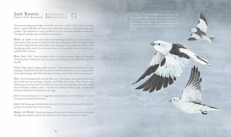 A Children's Guide to Arctic Birds (HC) (Ltd Qty)