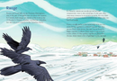 Animals Illustrated: Raven (FNCR 2025)