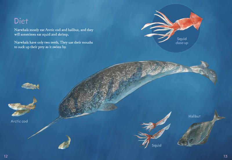 Animals Illustrated: Narwhal