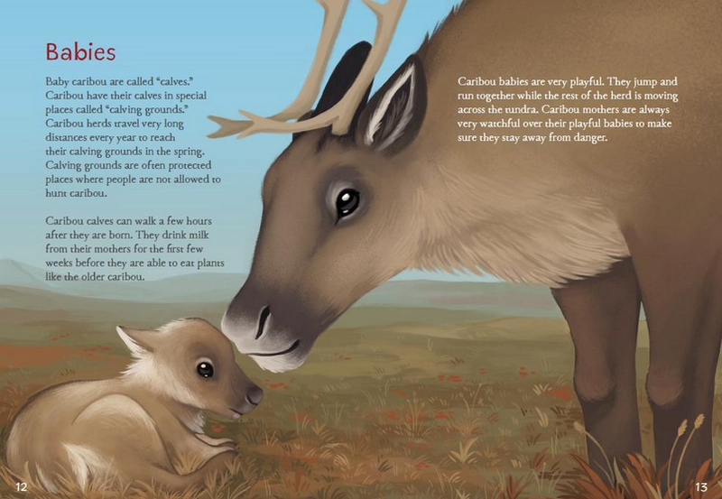 Animals Illustrated: Caribou