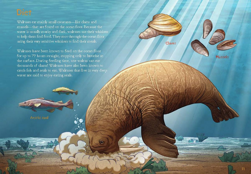 Animals Illustrated: Walrus