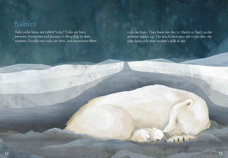 Animals Illustrated: Polar Bear