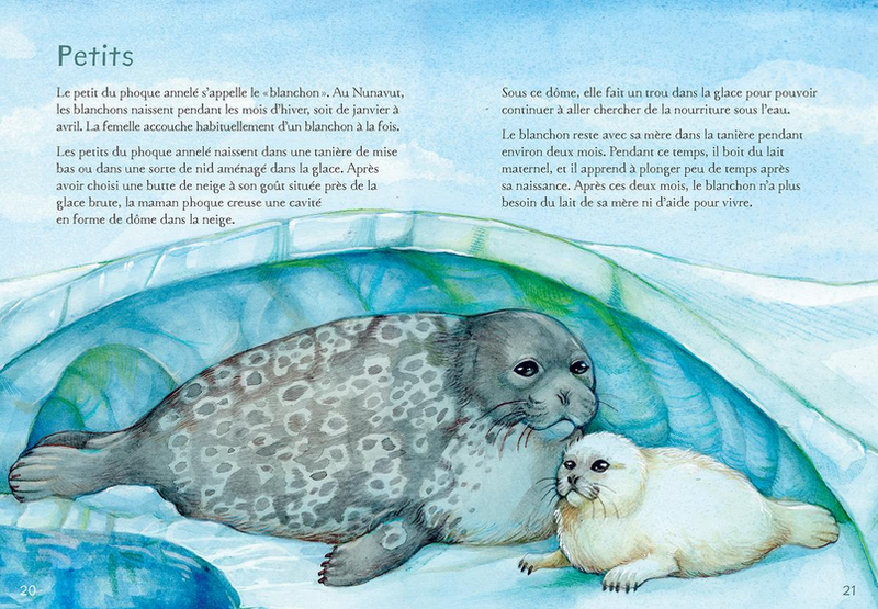 Animaux illustrés: Phoque annelé / Ringed Seal (FR)