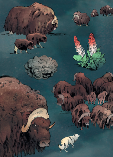 Animaux illustrés: Bœuf musqué/  Muskox FR