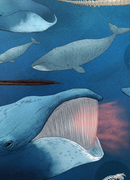 Animaux illustrés: Baleine boreale / Bowhead Whale (FR)