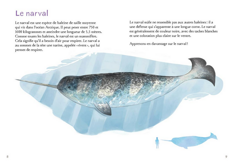 Animaux illustrés: Narval / Narwhal (FR)