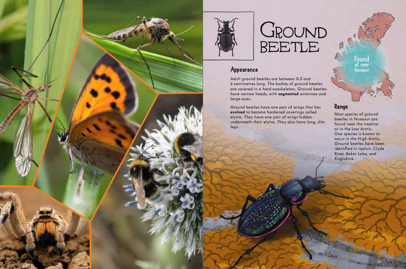 Junior Field Guide: Insects of Nunavut