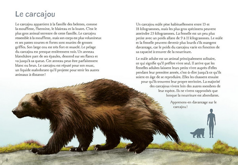 Animaux illustrés: Carcajou / Wolverine (FR)