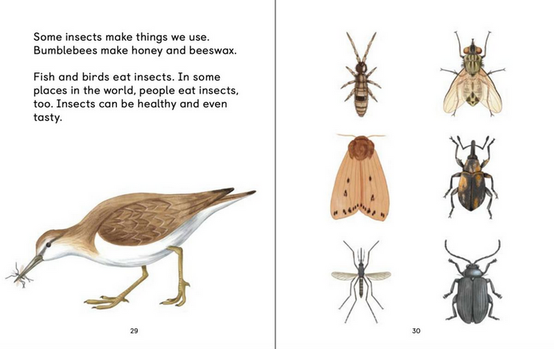 Insects of the Arctic: What Is an Insect?