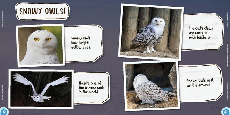 Ukaliq Snowy Owls! Fun for Little Nunavummiut (activity book)