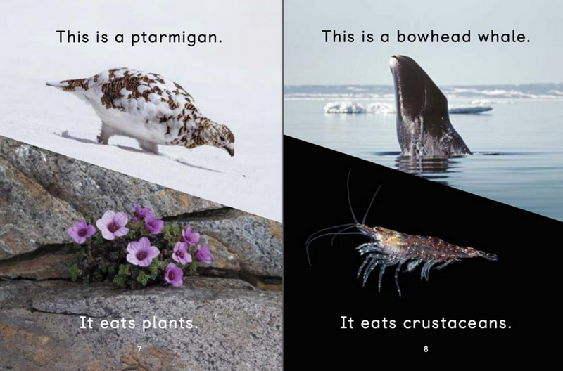 What Arctic Animals Eat