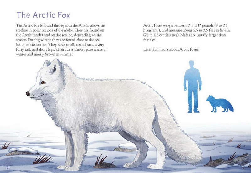 Animals Illustrated: Arctic Fox