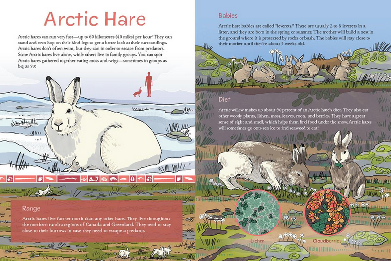 Animals Illustrated : Arctic Land Mammals (Pre-Order for Oct 21/25)