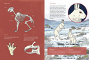 Animals Illustrated : Arctic Land Mammals