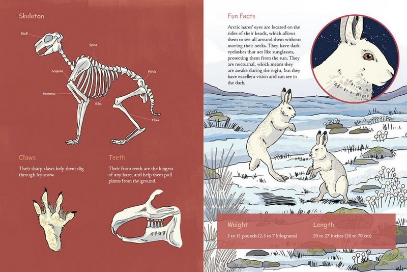 Animals Illustrated : Arctic Land Mammals (Pre-Order for Oct 21/25)