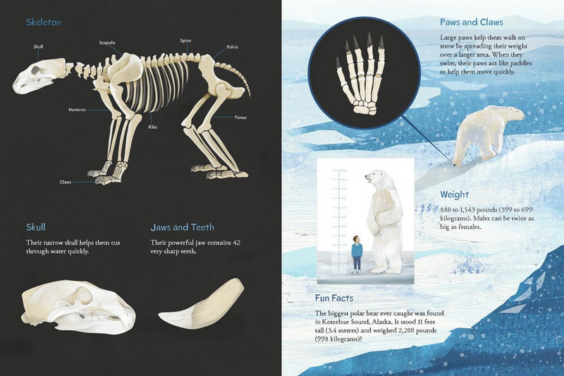 Animals Illustrated : Arctic Land Mammals (Pre-Order for Oct 21/25)