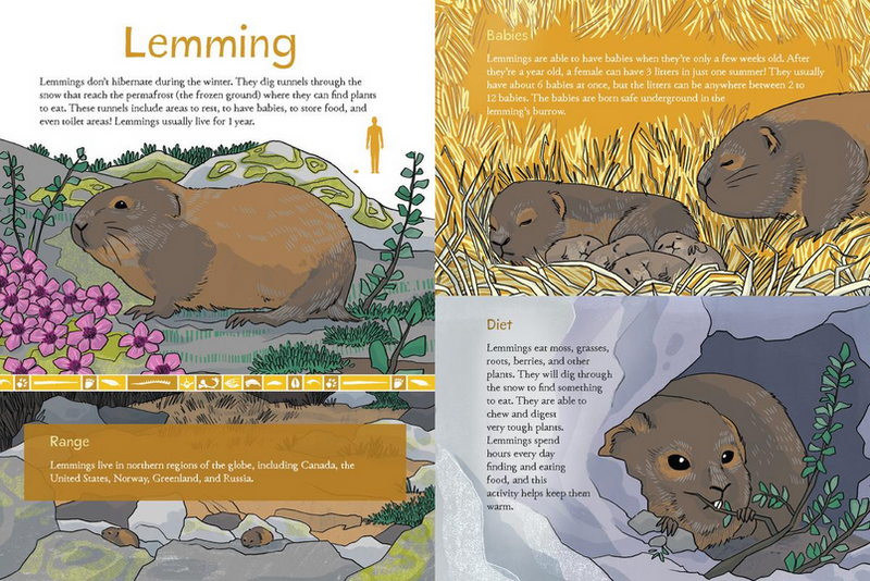 Animals Illustrated : Arctic Land Mammals (Pre-Order for Oct 21/25)