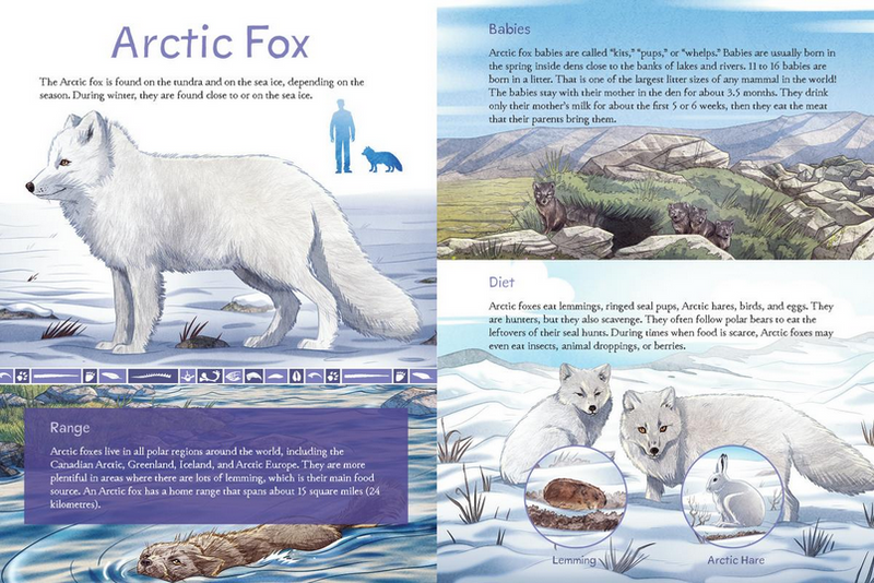 Animals Illustrated : Arctic Land Mammals (Pre-Order for Oct 21/25)
