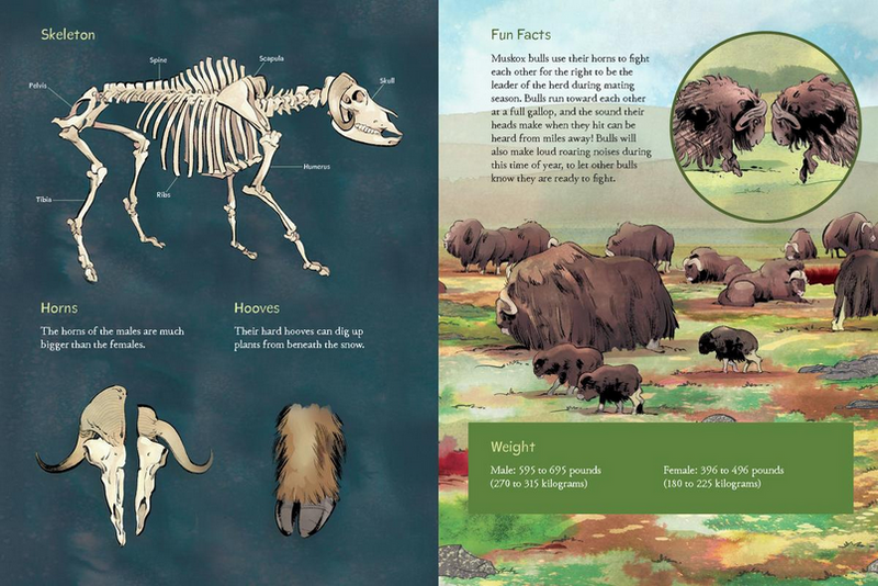 Animals Illustrated : Arctic Land Mammals (Pre-Order for Oct 21/25)