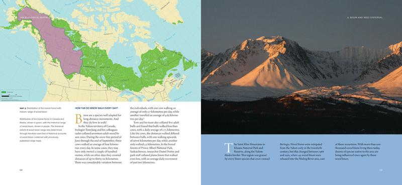 The Ecological Buffalo : On the Trail of a Keystone Species