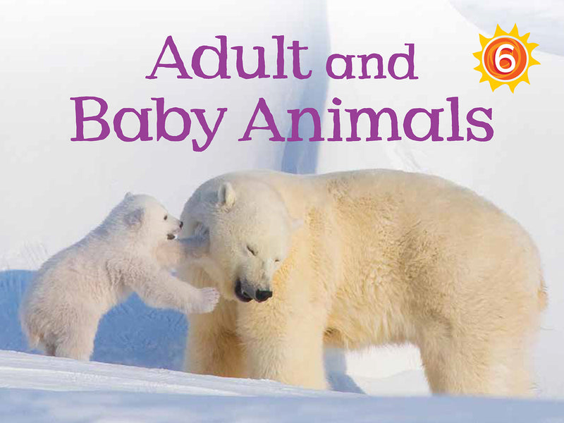 Adult and Baby Animals