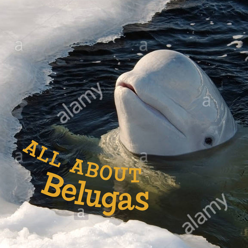 All about Belugas English Edition